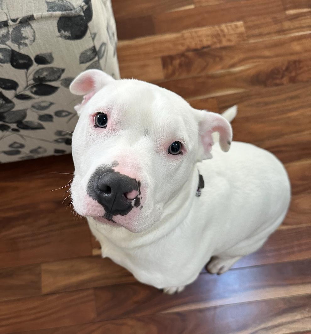 Duke, a Adoptable mixed breed in Rochester, NY image 1/4