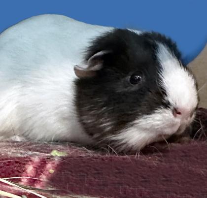 Enlarge Wilhelmina (bonded w/ Coco), a Adoptable Guinea Pig in Voorhees, NJ image 1/2