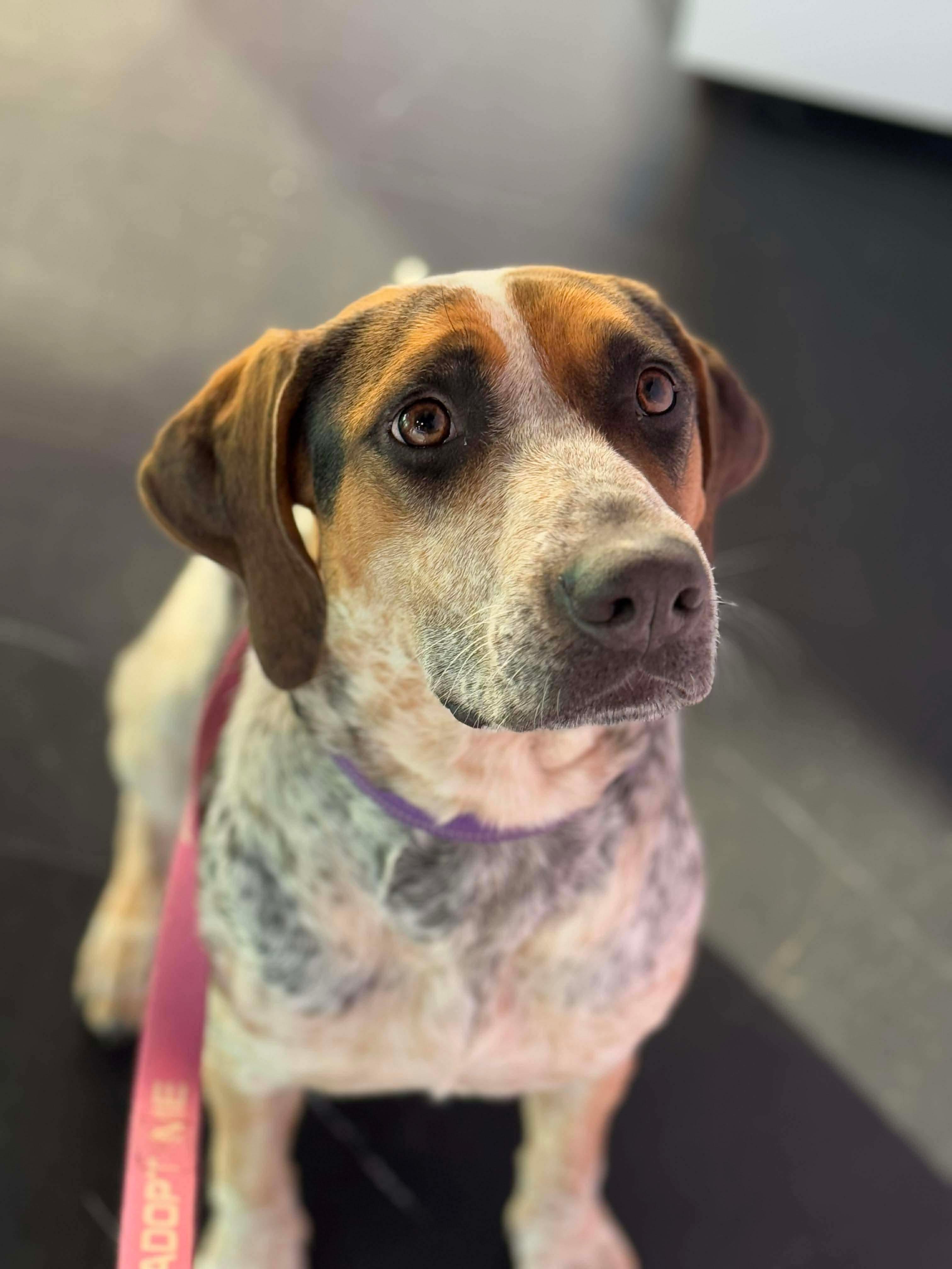 Enlarge Desi , a Adoptable Mixed Breed in Argyle, NY image 2/6