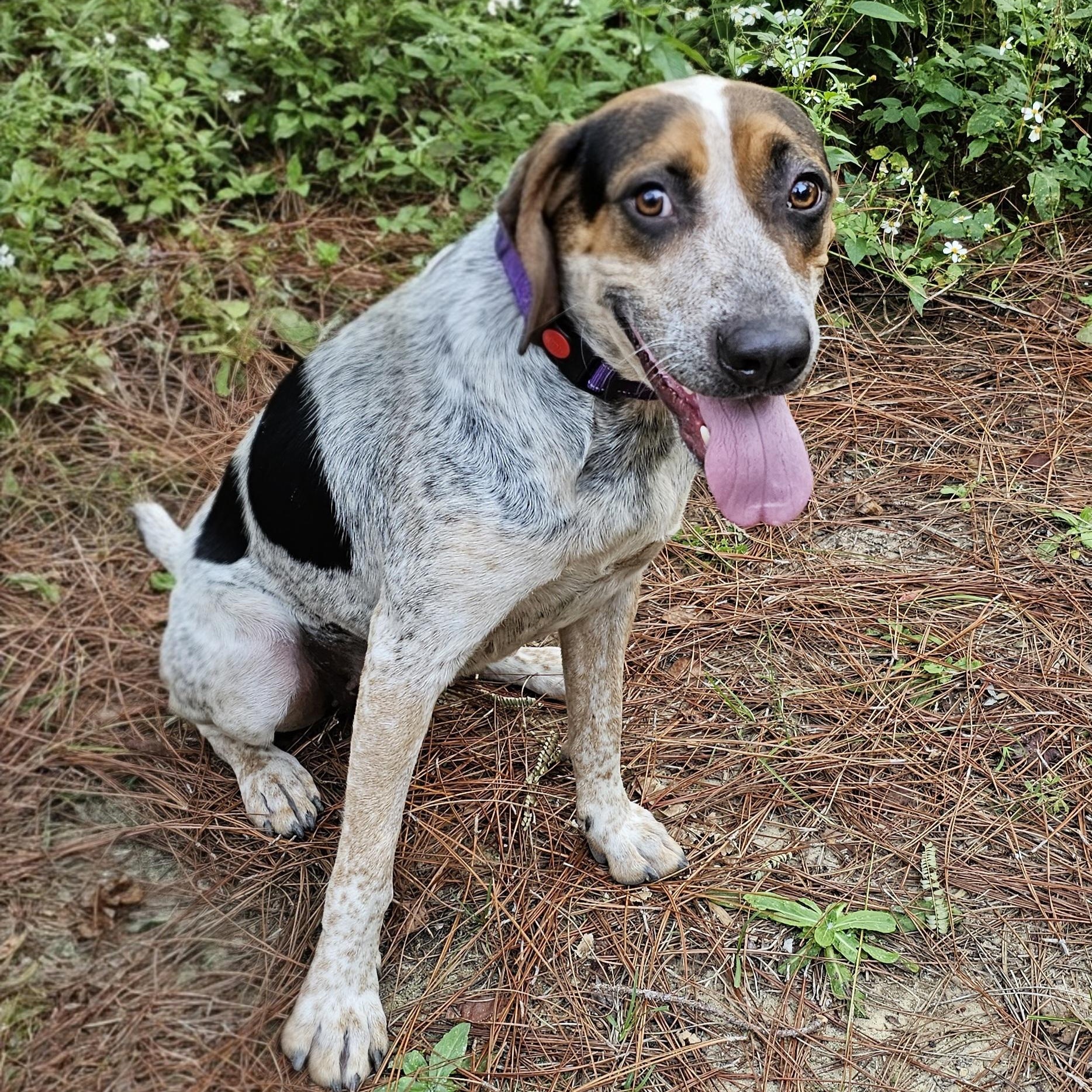 Enlarge Desi , a Adoptable Mixed Breed in Argyle, NY image 3/6