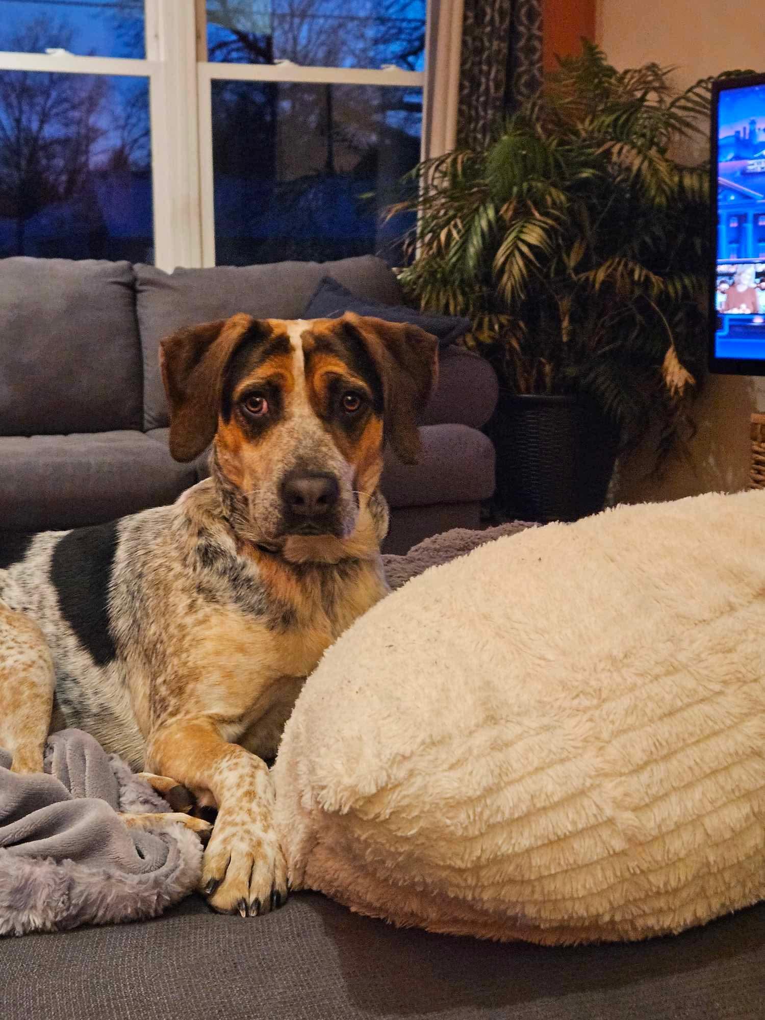 Enlarge Desi , an adopted Mixed Breed in Argyle, NY image 1/6