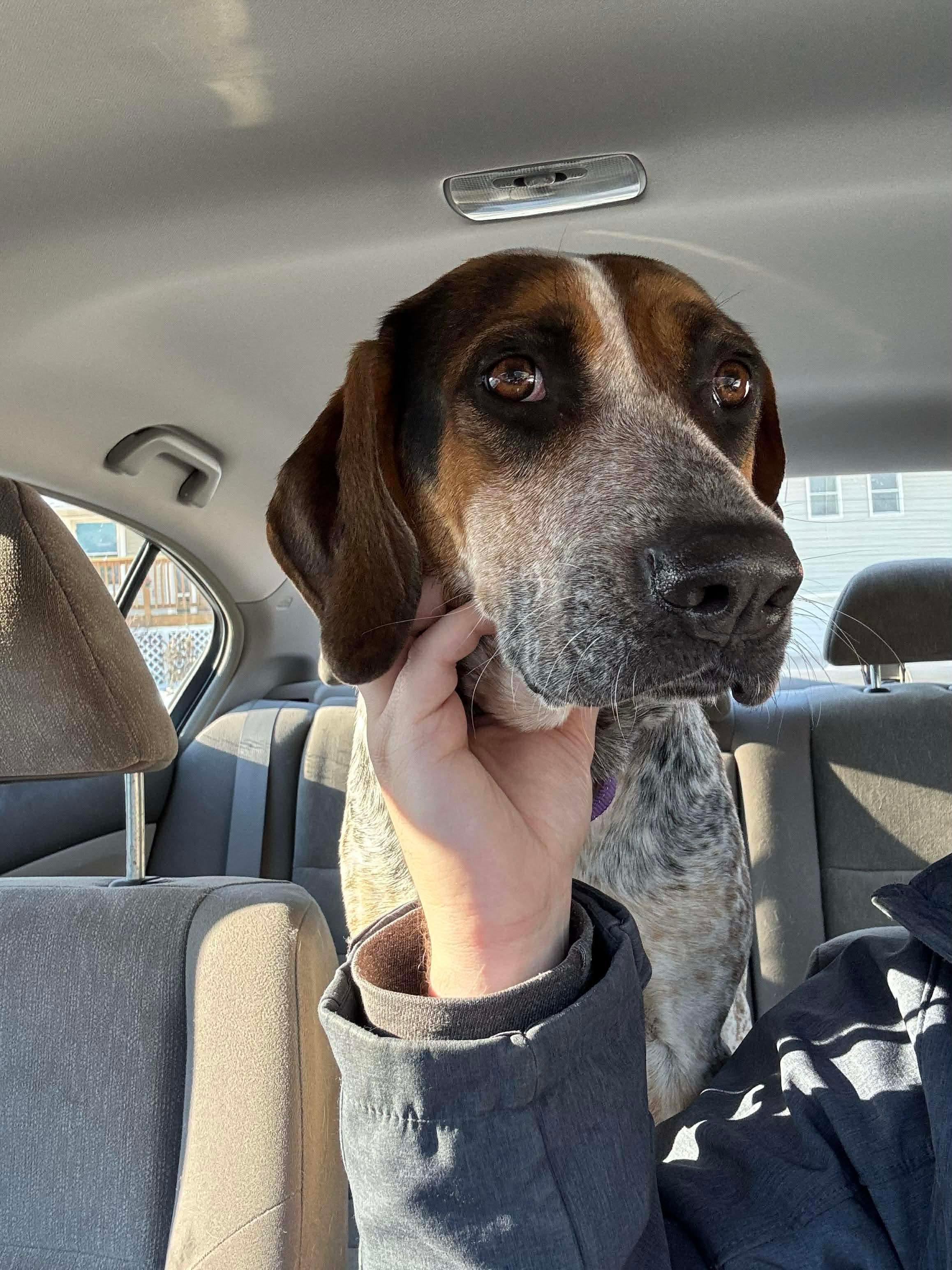 Enlarge Desi , a Adoptable Mixed Breed in Argyle, NY image 4/6