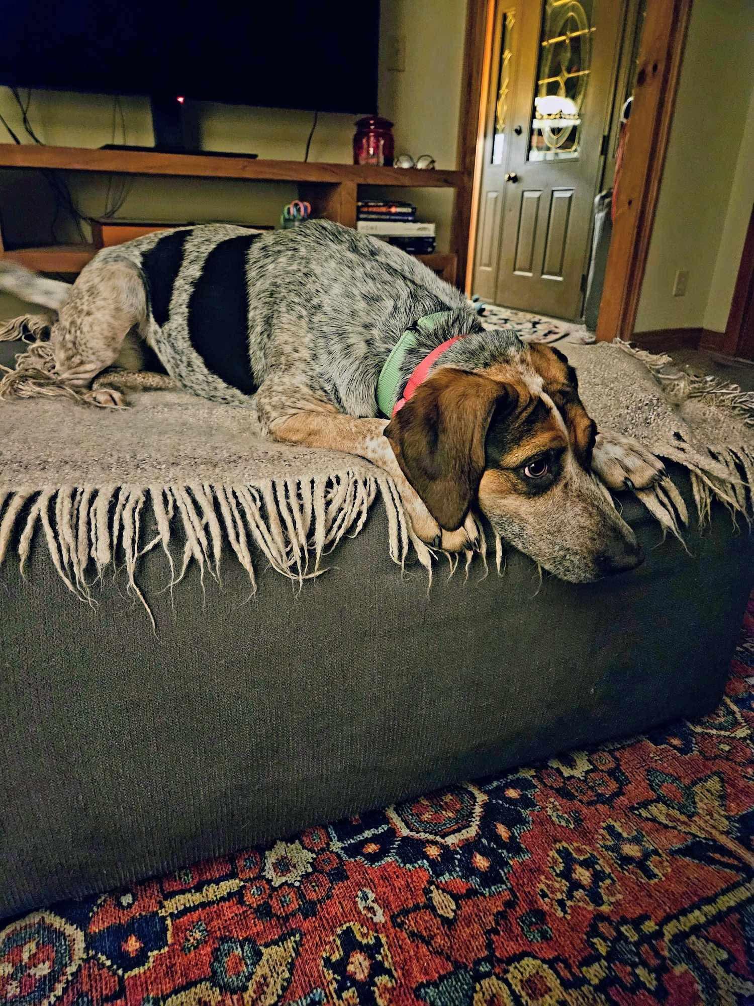 Enlarge Desi , an adopted Mixed Breed in Argyle, NY image 6/6