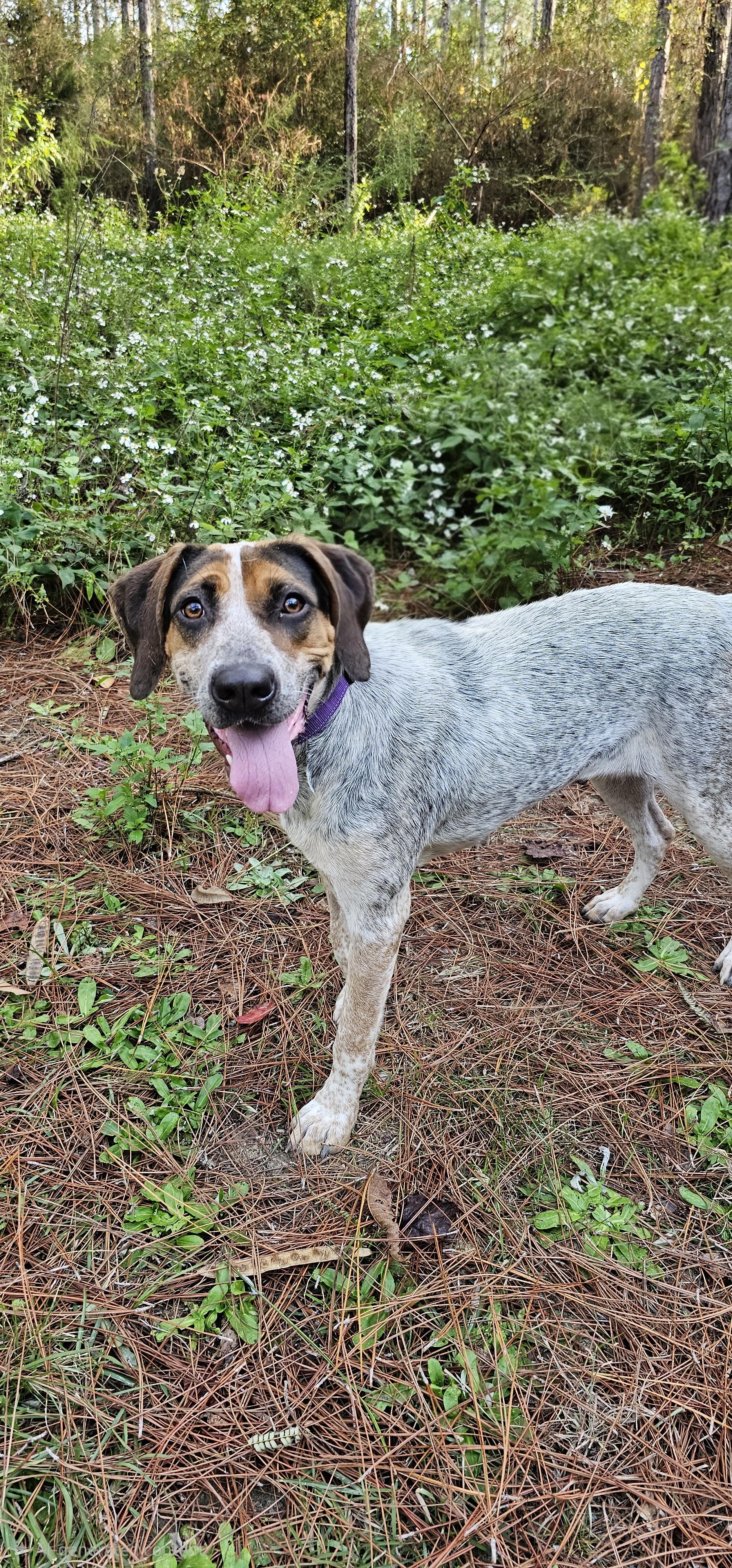 Enlarge Desi , a Adoptable Mixed Breed in Argyle, NY image 5/6