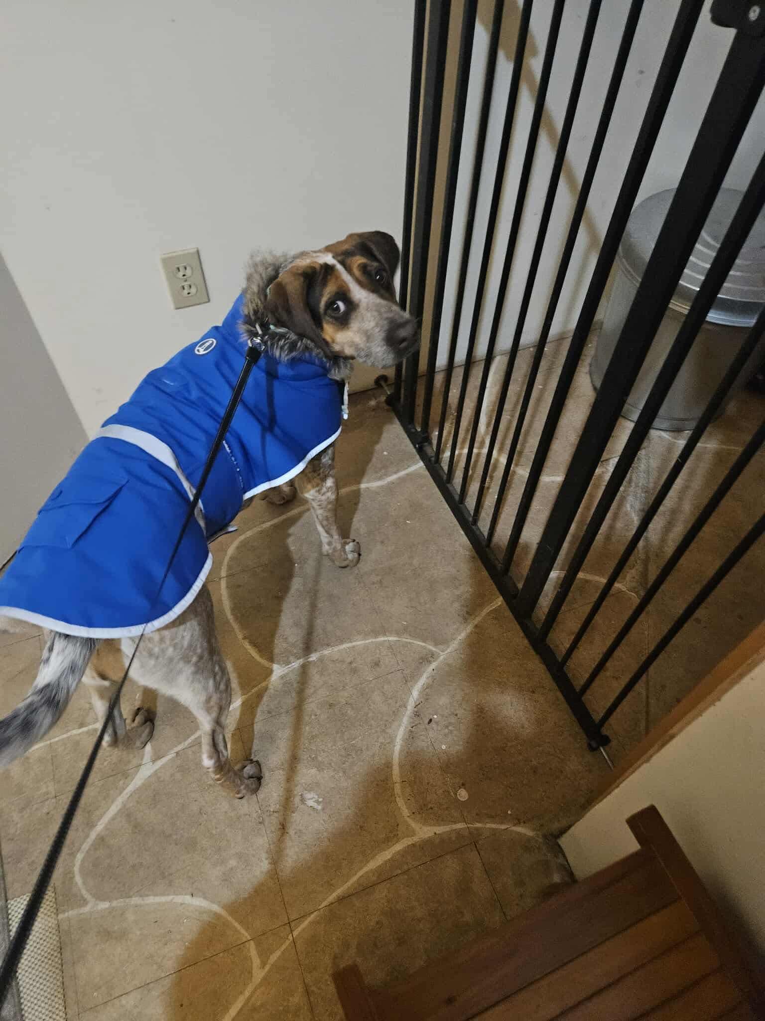 Enlarge Desi , an adopted Mixed Breed in Argyle, NY image 5/6