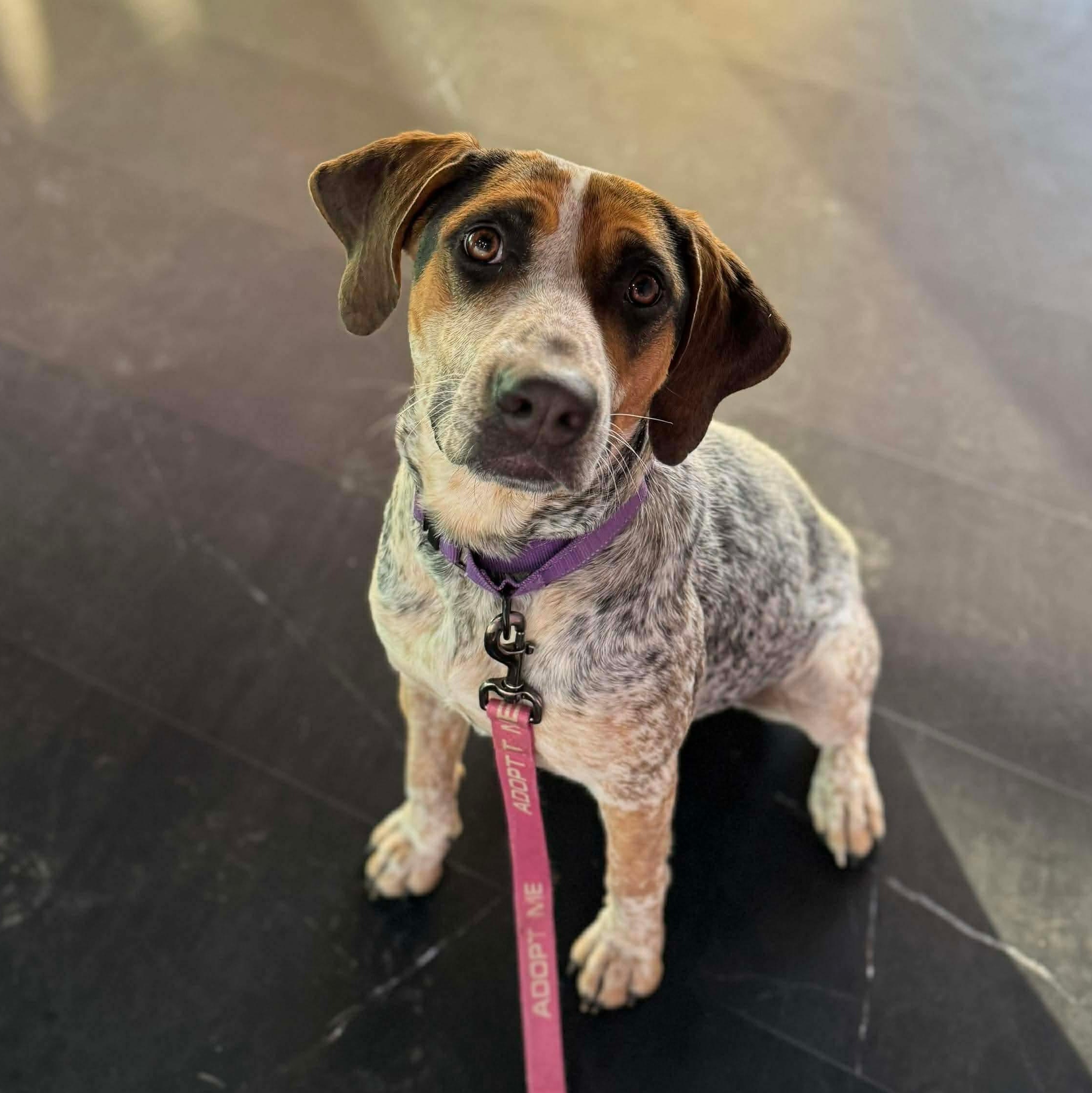 Enlarge Desi , a Adoptable Mixed Breed in Argyle, NY image 1/6