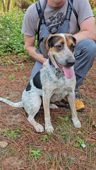 Enlarge Desi , a Adoptable Mixed Breed in Argyle, NY video 6/6