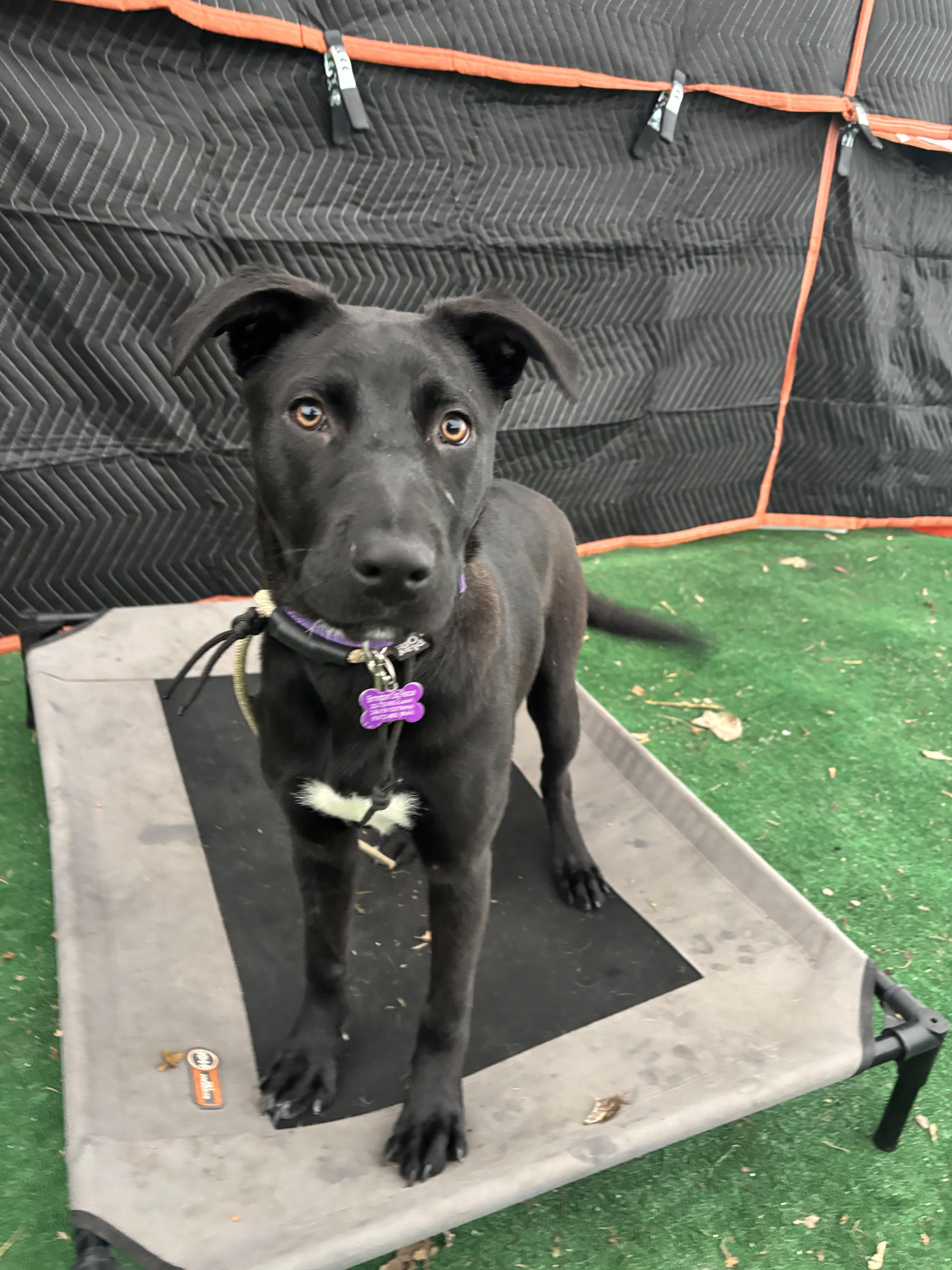 Raven, a Adoptable mixed breed in Bloomfield Hills, MI image 2/2
