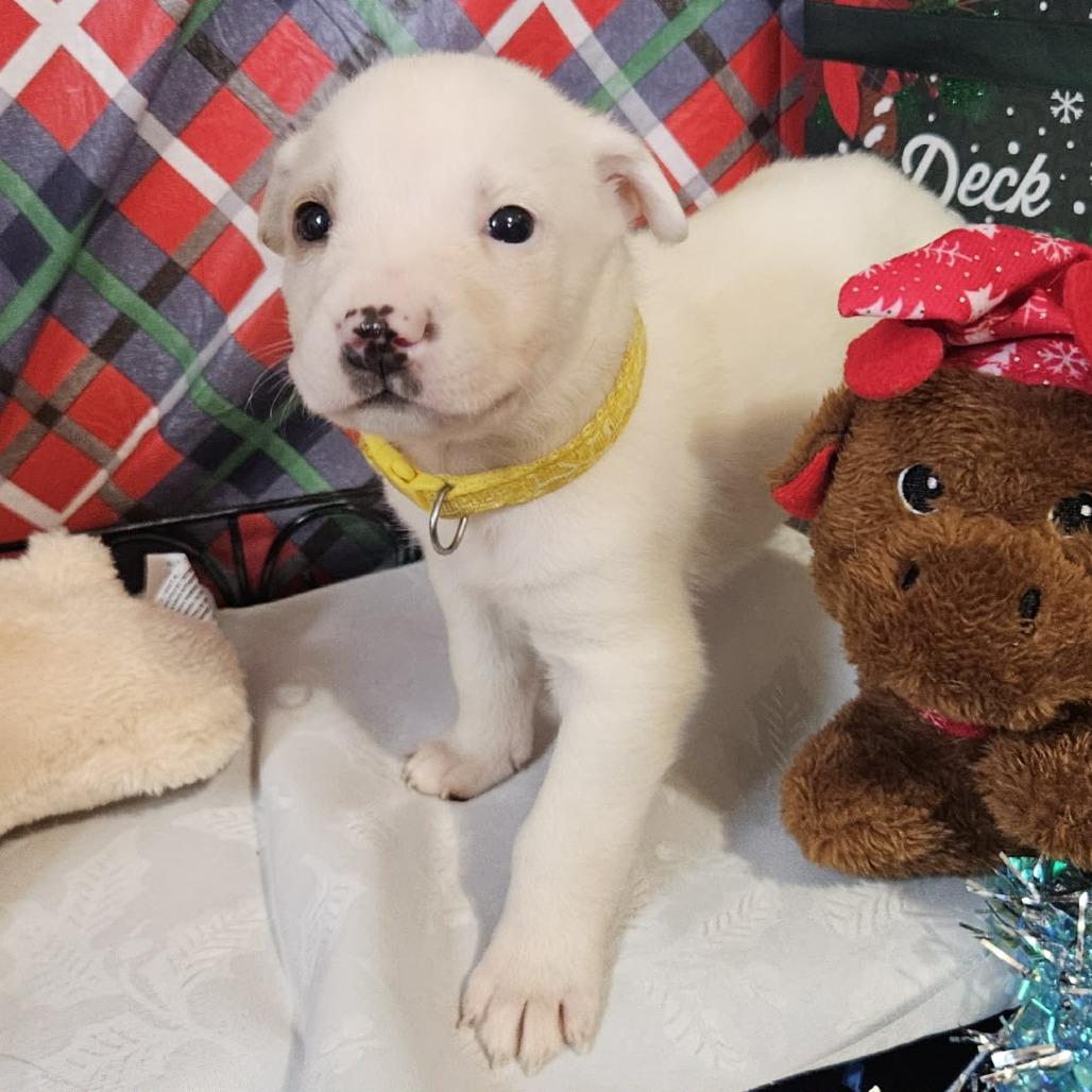 Yellow Collar, Adoptable, Puppy Female Great Pyrenees & Shepherd.
