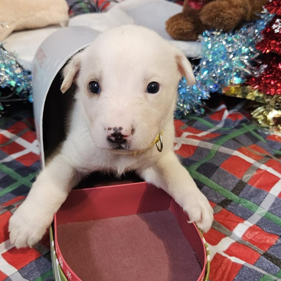 Enlarge Yellow Collar, a Adoptable mixed breed in callao, VA image 2/3