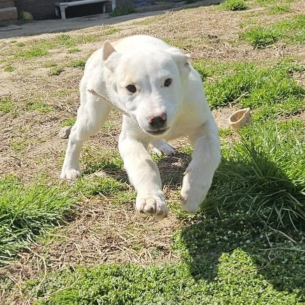 Enlarge Laguna, a Adoptable mixed breed in callao, VA image 4/6