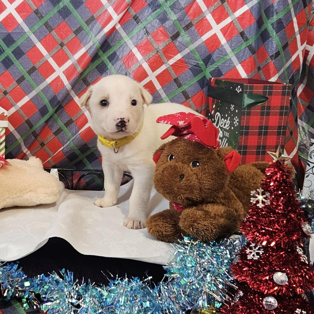 Enlarge Yellow Collar, a Adoptable mixed breed in callao, VA image 3/3