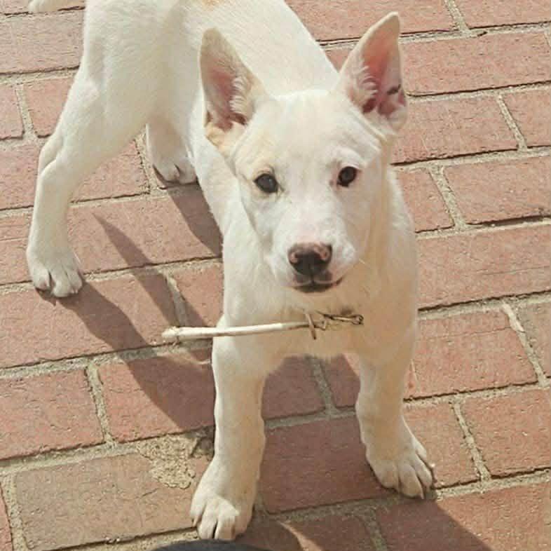 Enlarge Laguna, a Adoptable mixed breed in callao, VA image 6/6