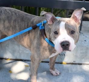 Sunny, Adoptable, Adult Female Pit Bull Terrier.