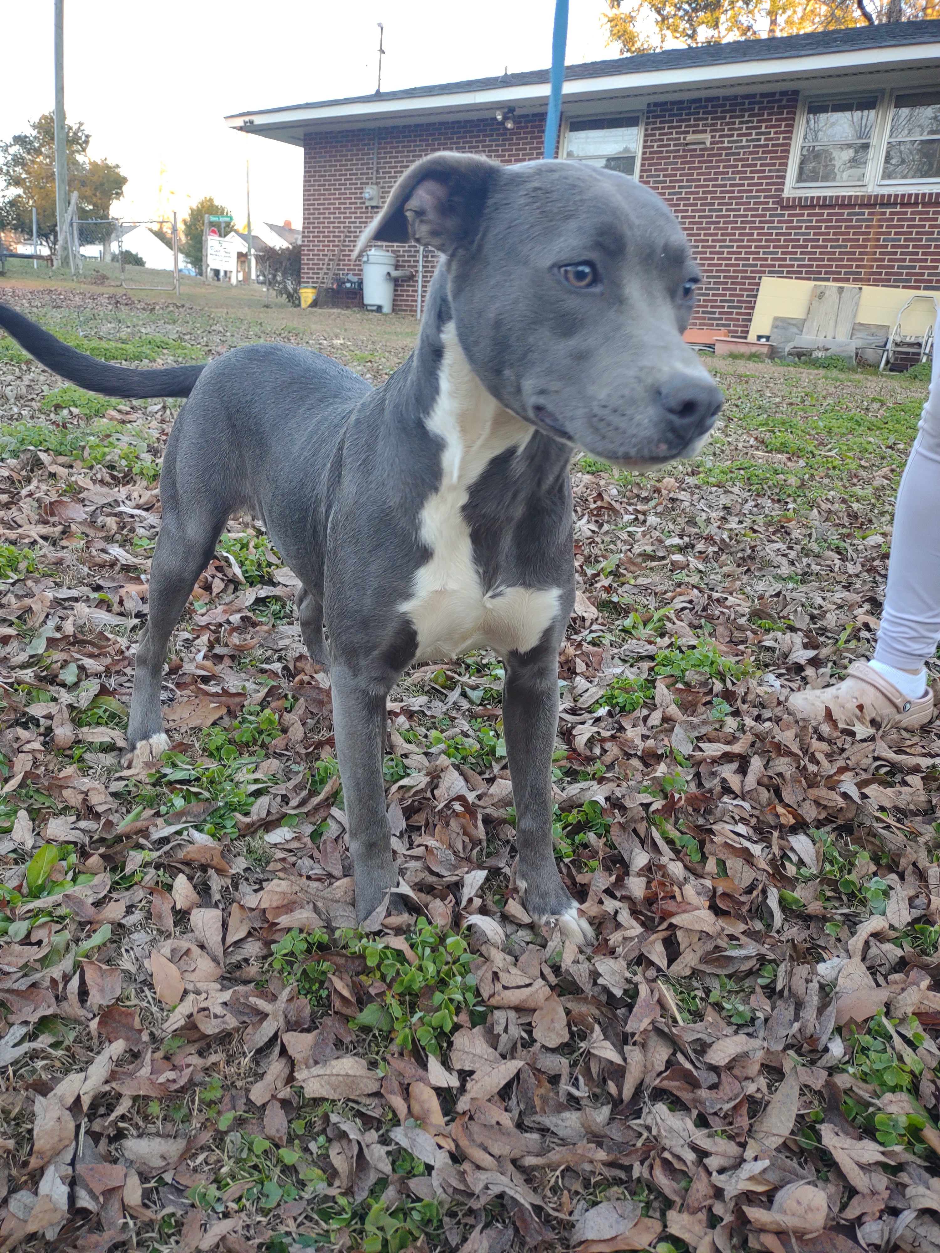 Gray Lady thumbnail 2