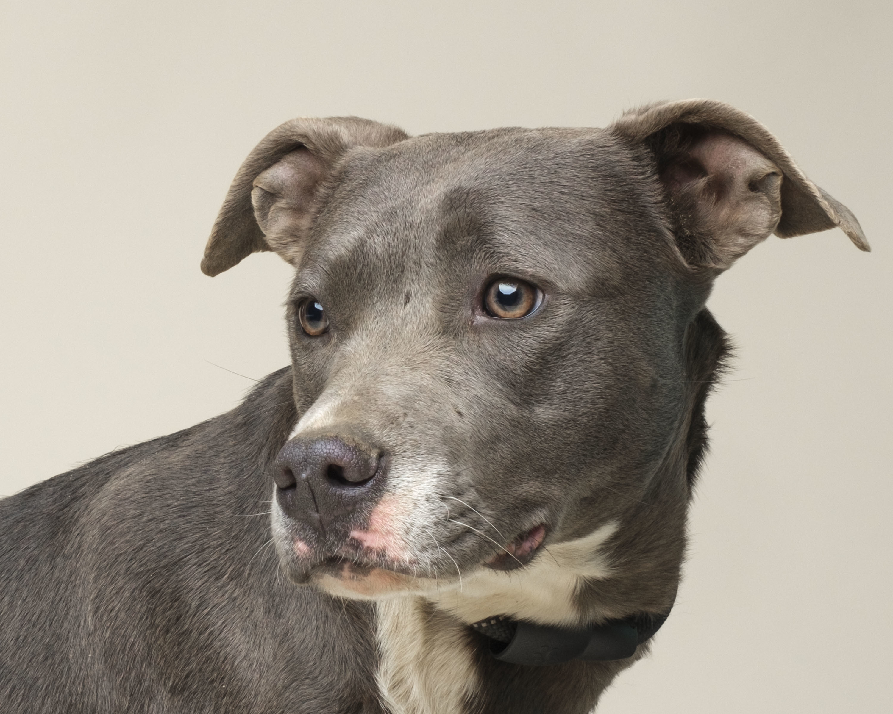Gray Lady, a Adoptable mixed breed in North Augusta, SC image 3/5