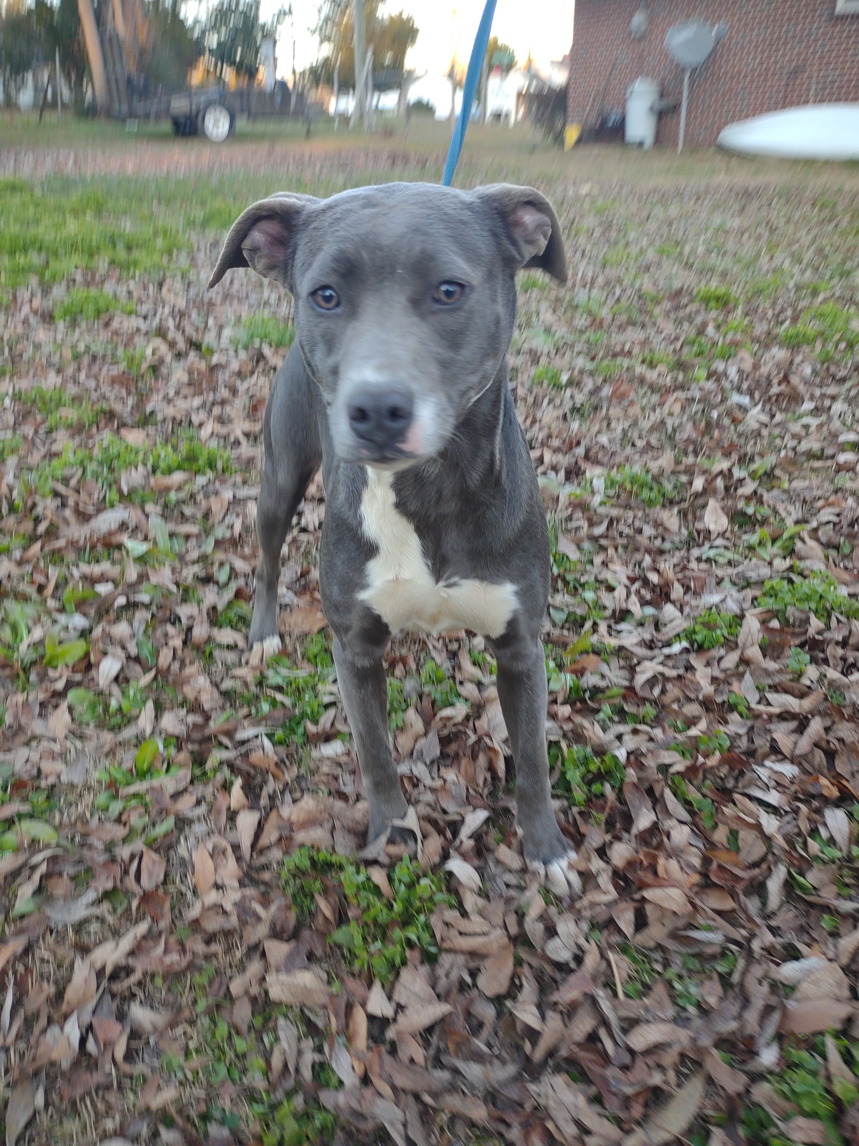 Gray Lady, a Adoptable mixed breed in North Augusta, SC image 4/5