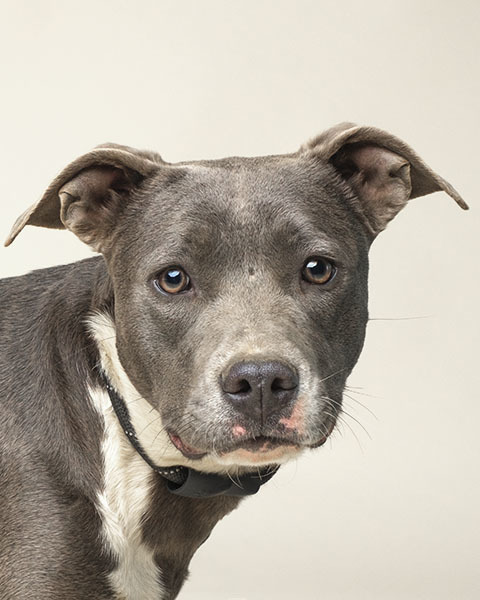 Gray Lady, a Adoptable mixed breed in North Augusta, SC image 5/5