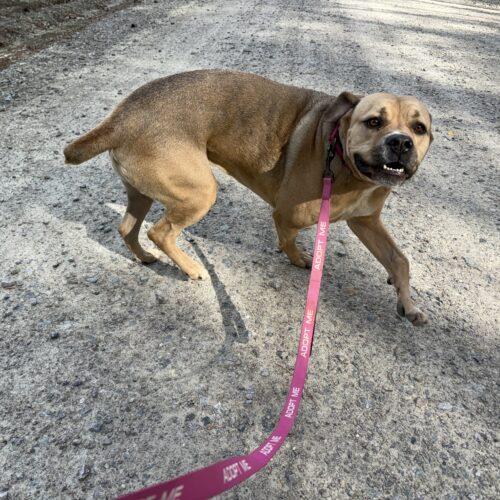 Kortney, Adoptable, Young Female Cane Corso.
