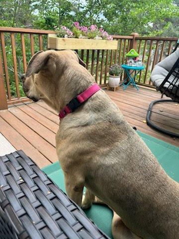 Enlarge Kortney, a Adoptable Cane Corso in Sanford, NC image 2/5