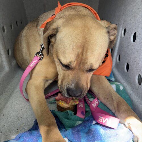 Enlarge Kortney, a Adoptable Cane Corso in Sanford, NC image 3/5