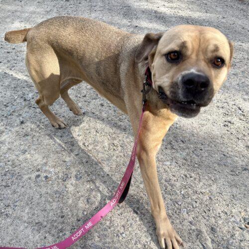 Enlarge Kortney, a Adoptable Cane Corso in Sanford, NC image 4/5