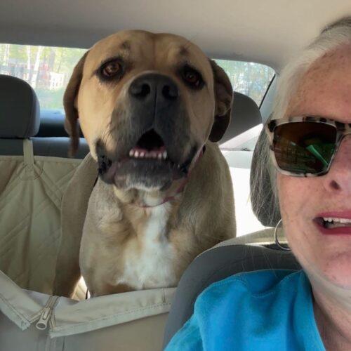 Enlarge Kortney, a Adoptable Cane Corso in Sanford, NC image 5/5