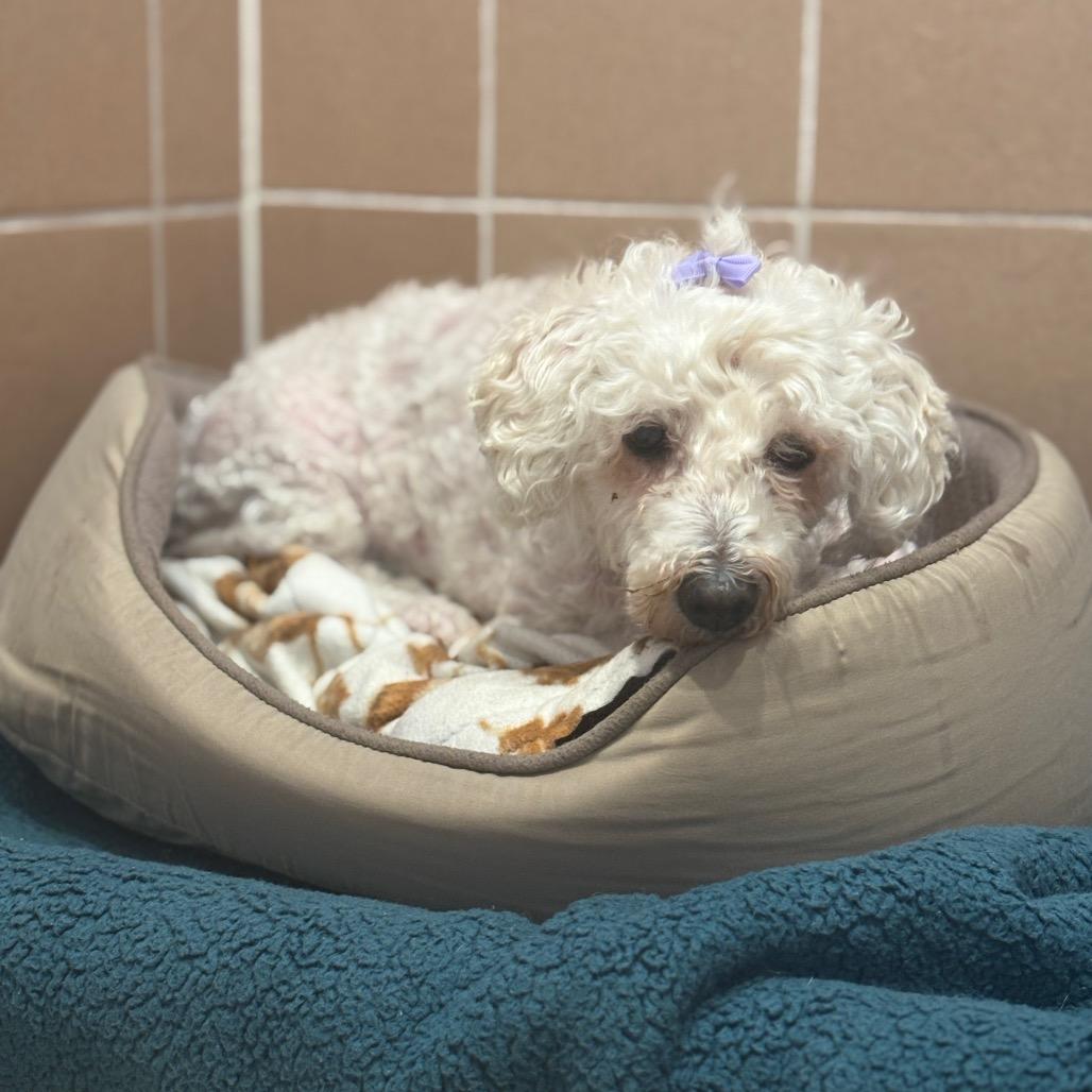 Lola , an adopted mixed breed in Fenton, MI image 3/3