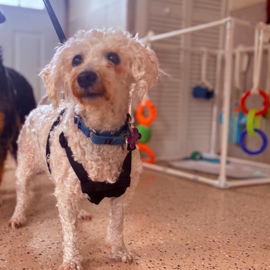 Lola , adopted, Senior Female Maltese & Poodle.