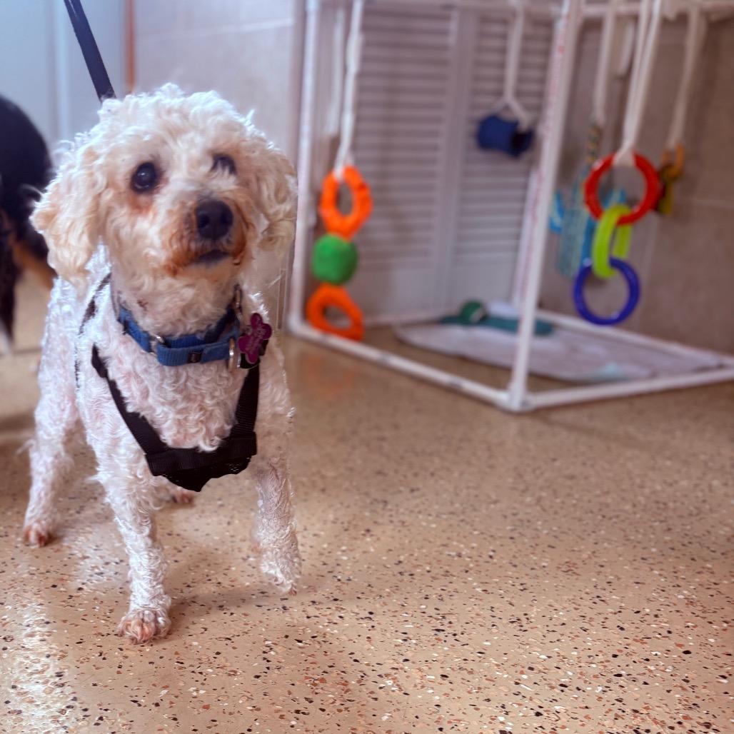 Lola , an adopted mixed breed in Fenton, MI image 2/3