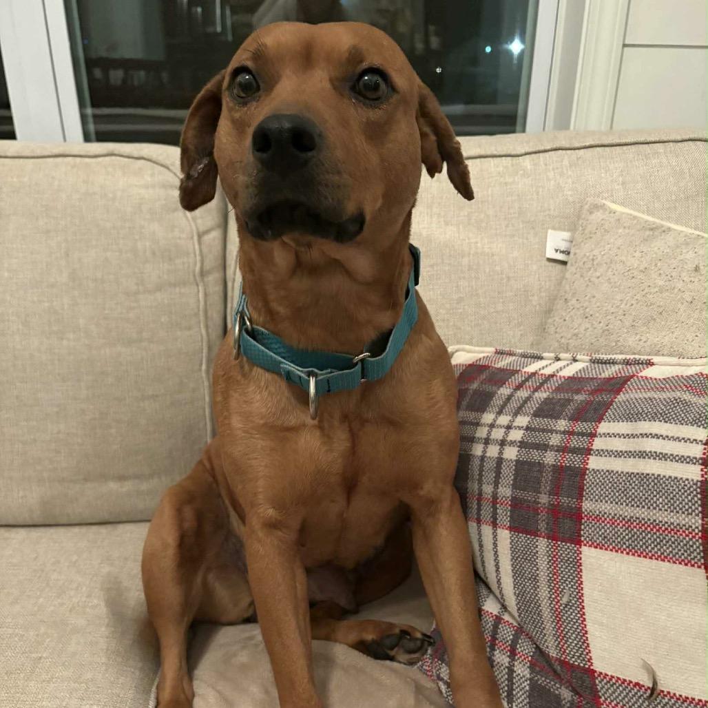 Enlarge Rizzoli, a Adoptable Mixed Breed in DeKalb, IL image 1/3