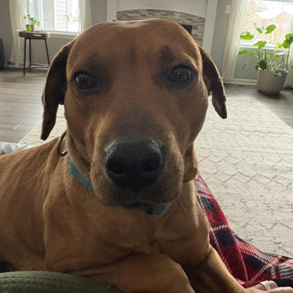 Enlarge Rizzoli, a Adoptable Mixed Breed in DeKalb, IL image 2/3