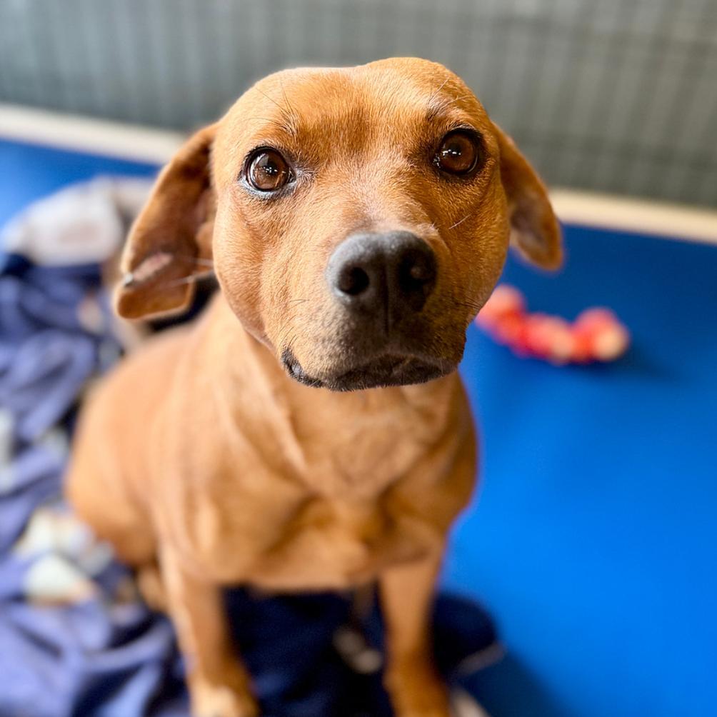 Enlarge Rizzoli, a Adoptable Mixed Breed in DeKalb, IL image 3/3