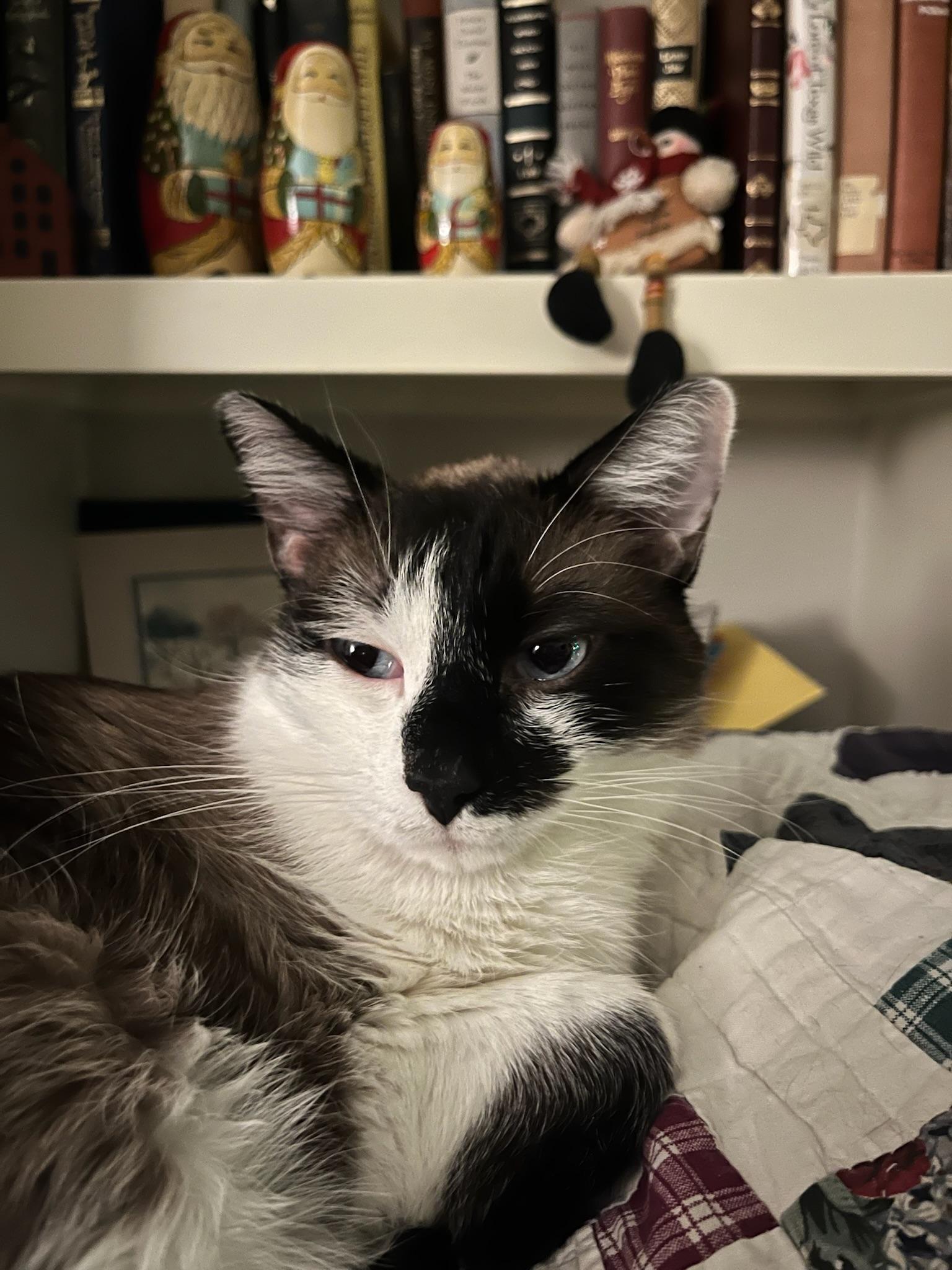 Milo, adopted, Adult Male Domestic Long Hair.