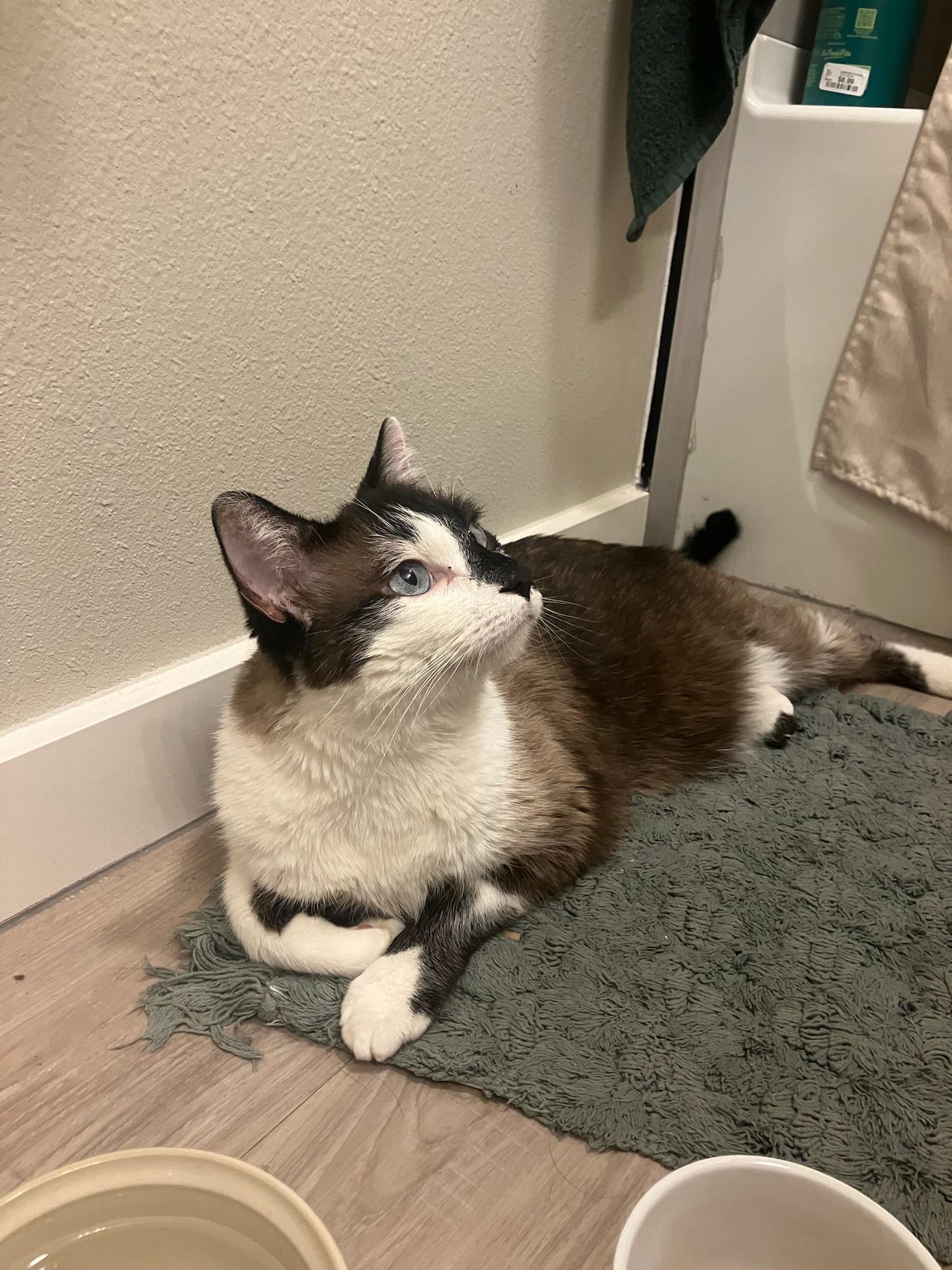 Enlarge Milo, an adopted Domestic Long Hair in Lubbock, TX image 2/2