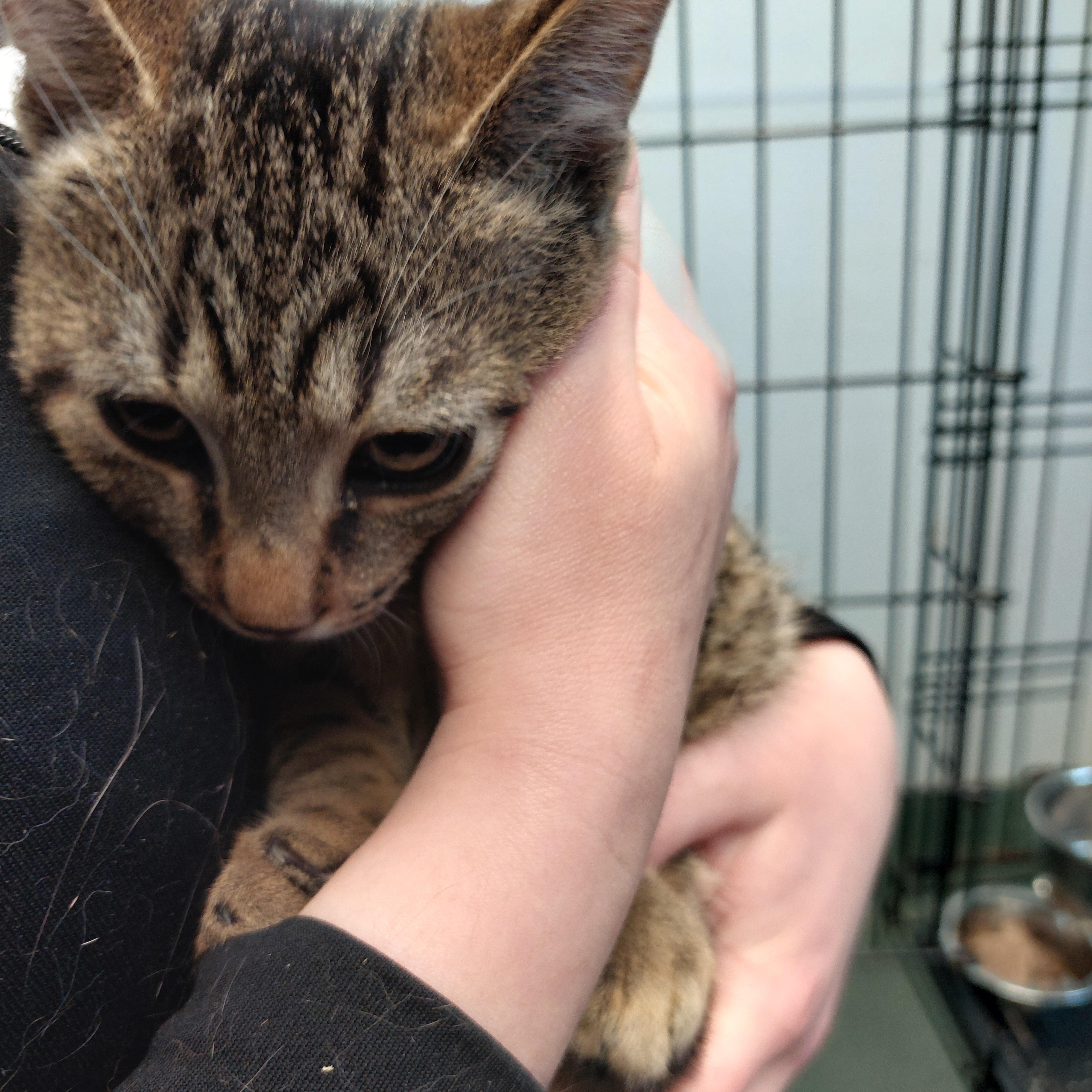 Sir Hops a Lot, Adoptable, Kitten Male Domestic Short Hair.