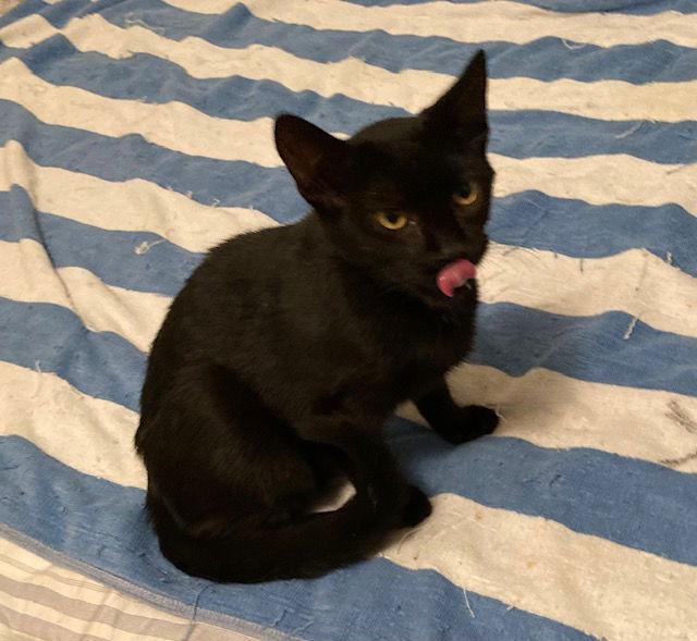 Rawrence bonded with Ronnie, a Adopted Domestic Short Hair in Macedonia, OH image 1/3