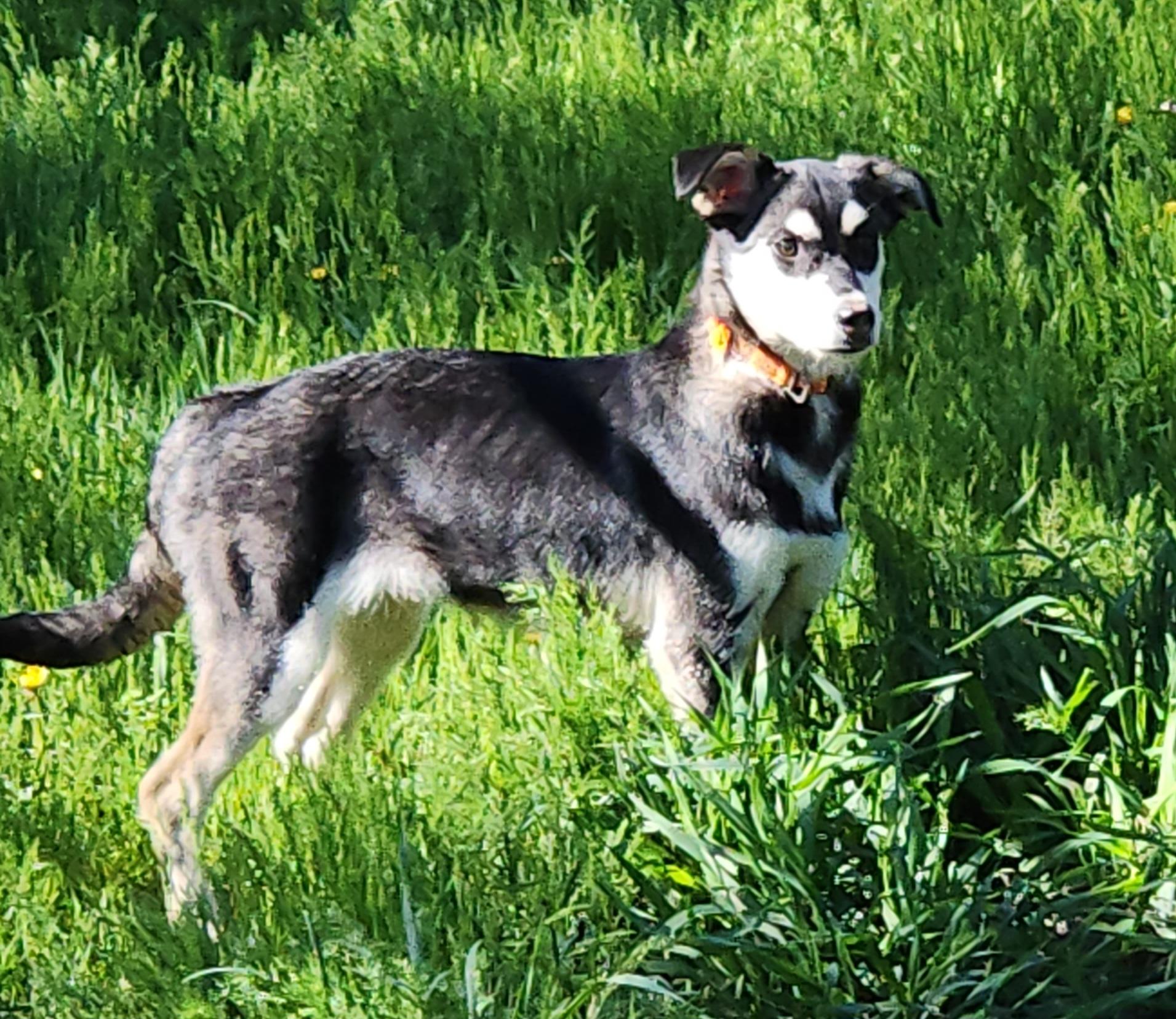 Echo, ADOPTABLE, Young Female Husky.