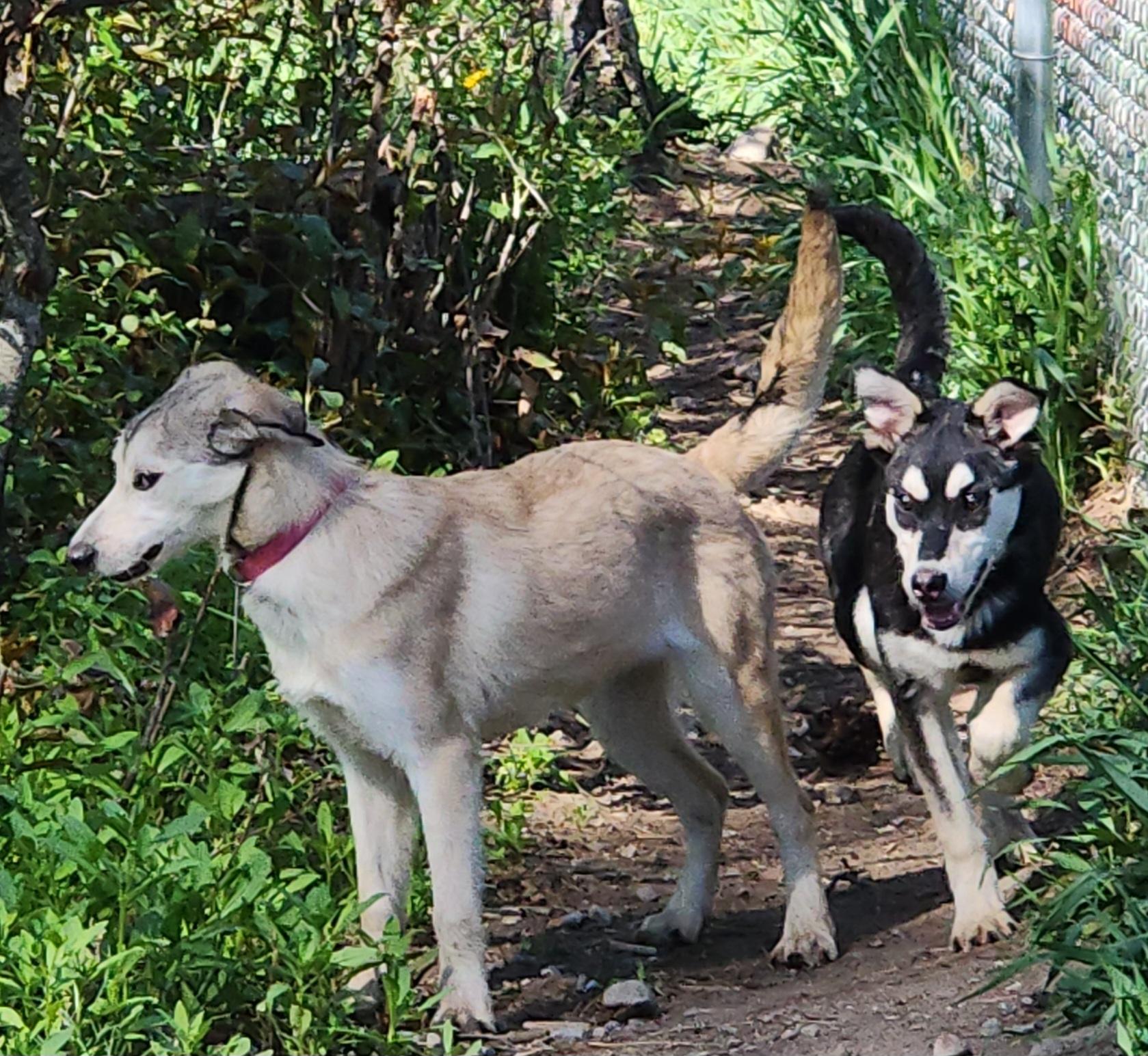 Enlarge Echo, a ADOPTABLE Husky in Libby, MT image 2/2
