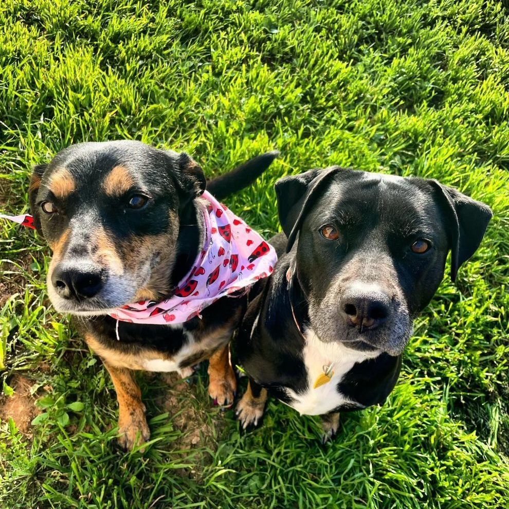 Dog for adoption Penelope, a Pit Bull Terrier & Retriever Mix in