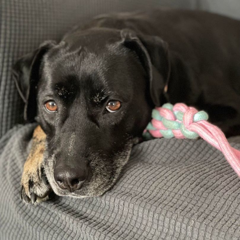 Dog for adoption Penelope, a Pit Bull Terrier & Retriever Mix in