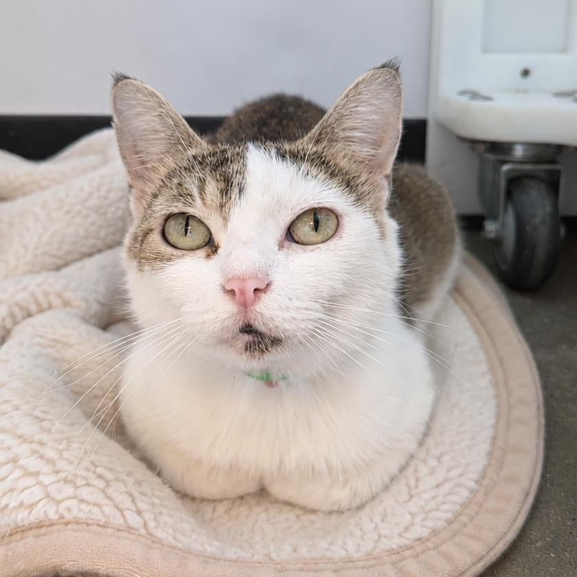 Eggs, a Adoptable Domestic Short Hair in Fort Wayne, IN image 1/4