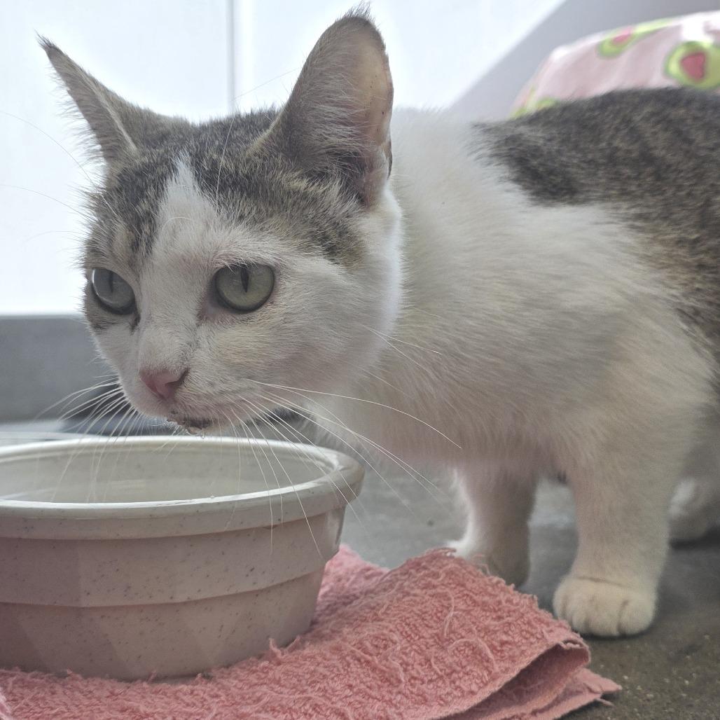 Eggs, a Adoptable Domestic Short Hair in Fort Wayne, IN image 2/4