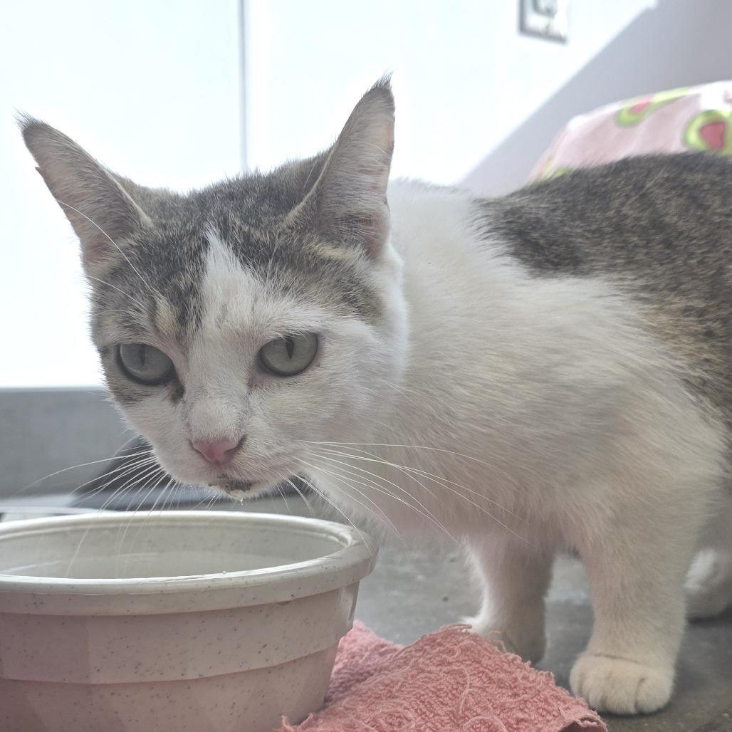 Eggs, a Adoptable Domestic Short Hair in Fort Wayne, IN image 3/4