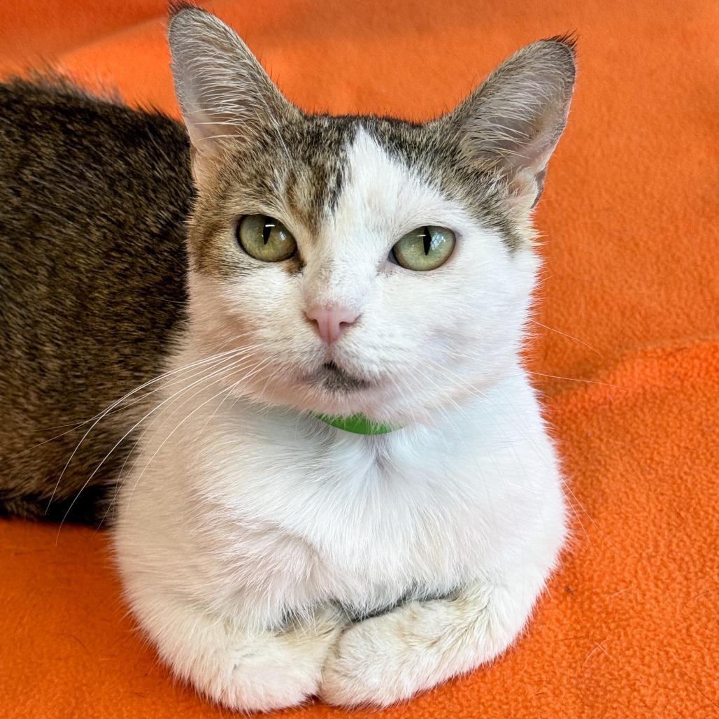 Eggs, a Adoptable Domestic Short Hair in Fort Wayne, IN image 4/4