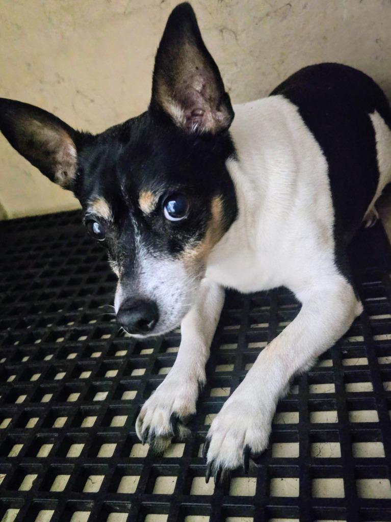 Enlarge Junior, a Adoptable mixed breed in Cartersville , GA image 1/1