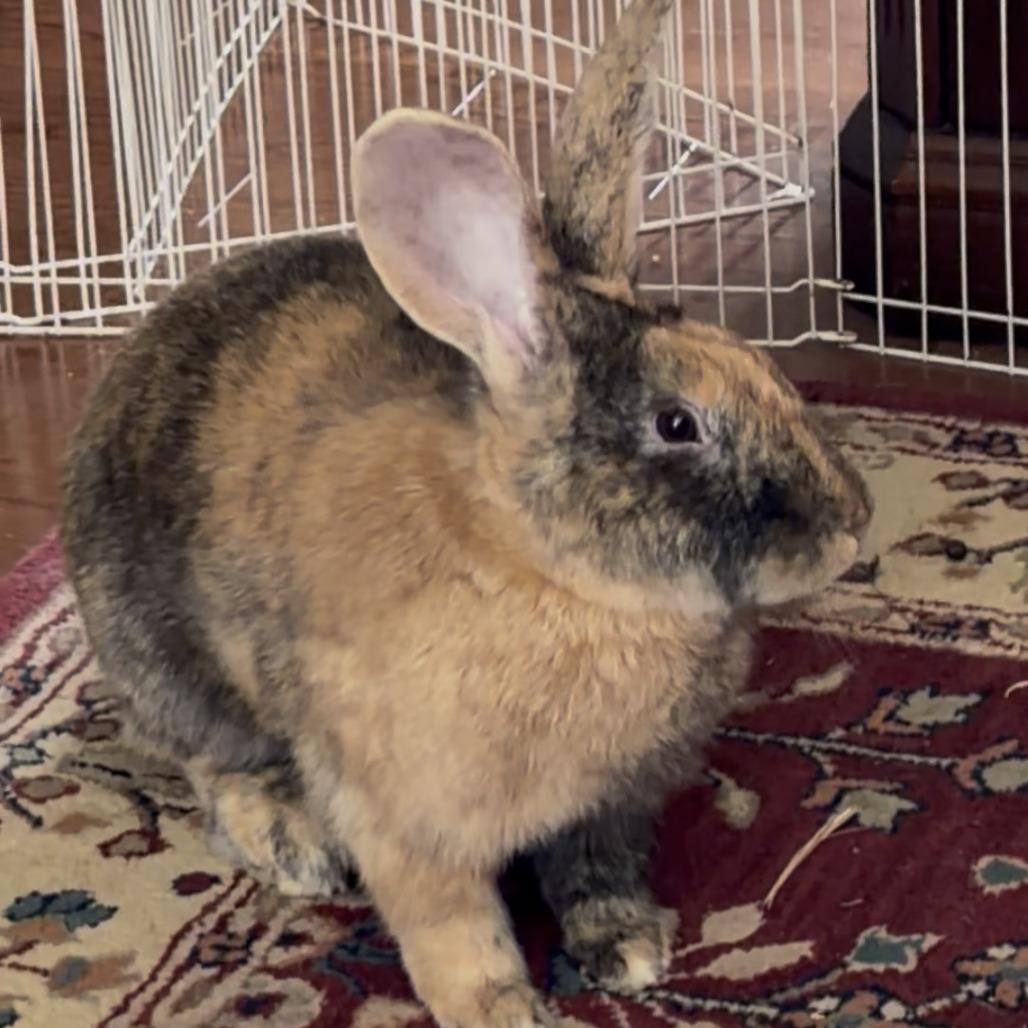 Enlarge Braedin, a Adoptable mixed breed in Gansevoort, NY image 1/3