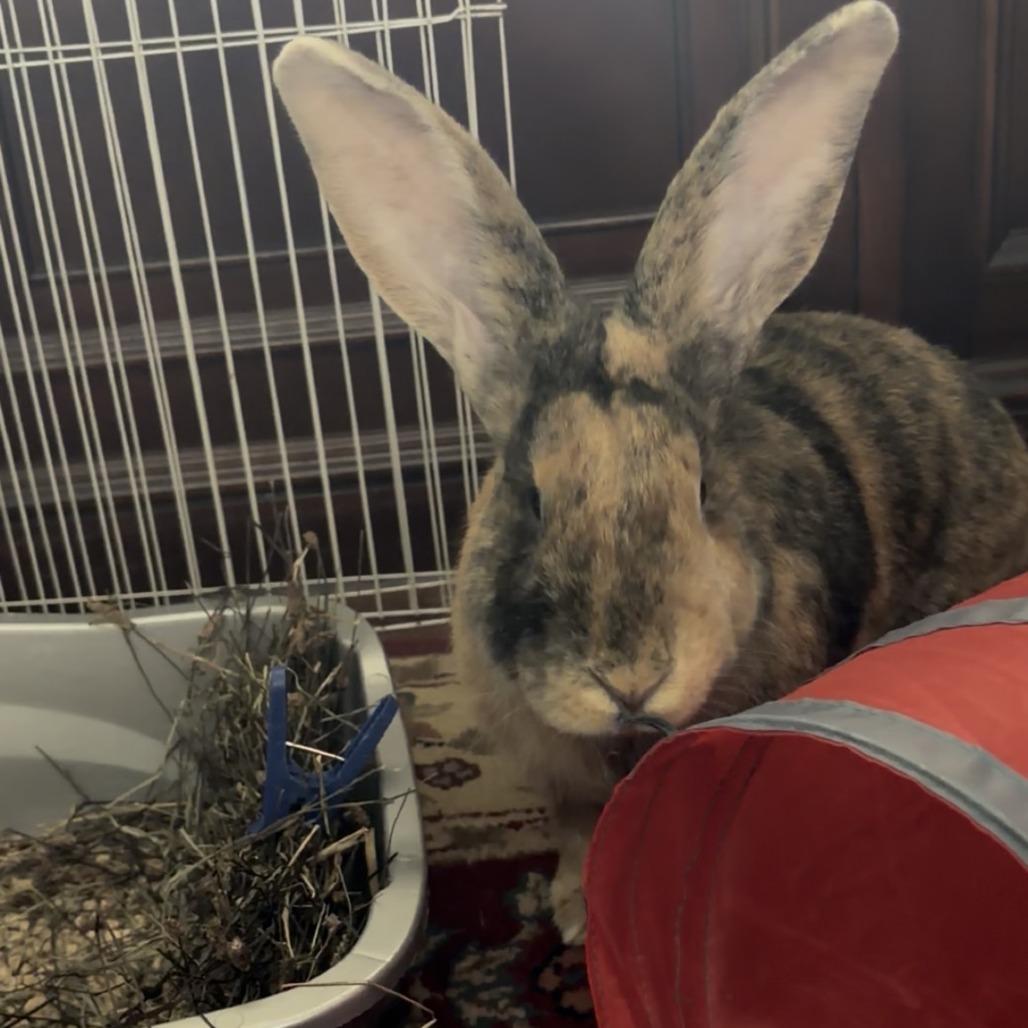 Enlarge Braedin, a Adoptable mixed breed in Gansevoort, NY image 2/3