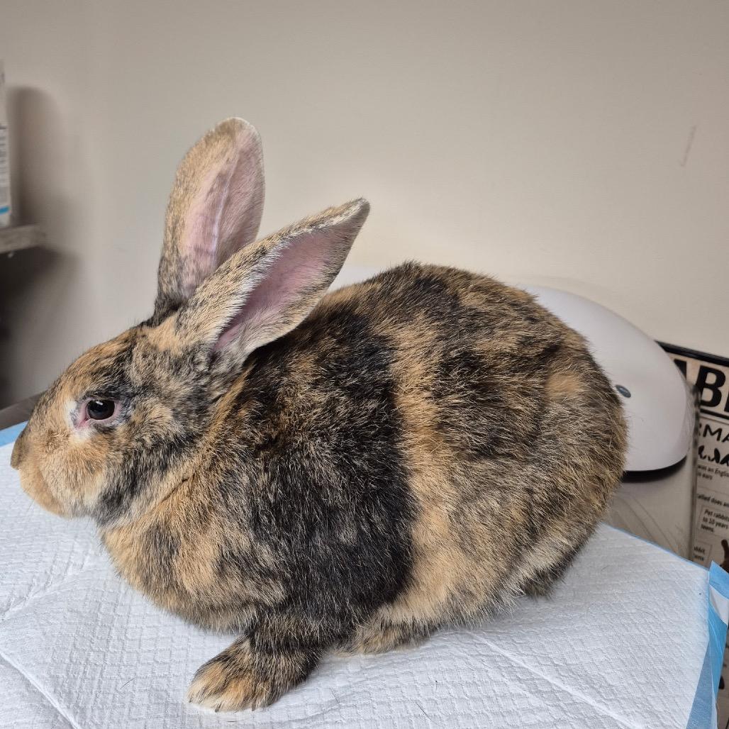 Enlarge Braedin, a Adoptable mixed breed in Gansevoort, NY image 3/3