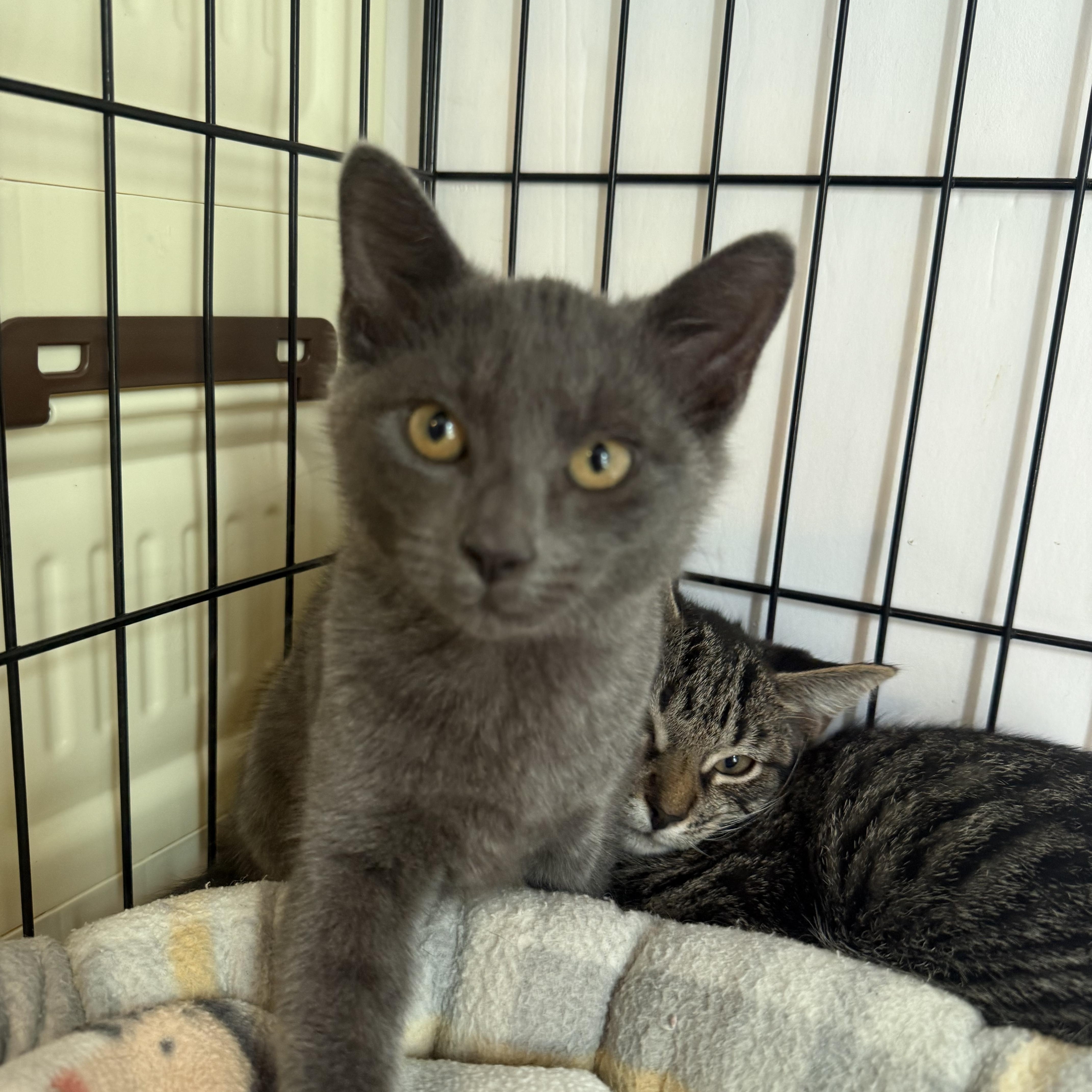Enlarge Totoro, a Adoptable American Shorthair in North Chesterfield, VA image 2/5